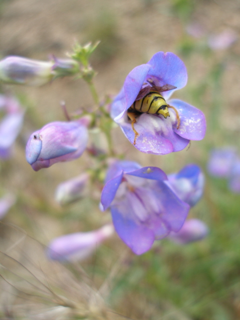 Bug in a Penstemon, Bald Mountain, Sequoia NF, CA