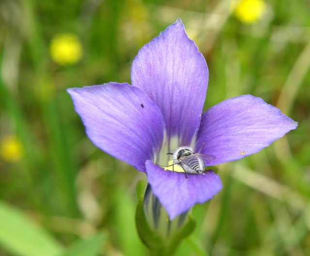 Sierra Gentian and a matching purple bug
