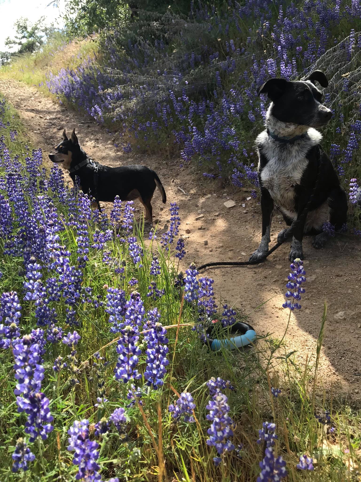 Two dogs beside each other on a trail lined with purple lupine flowers.