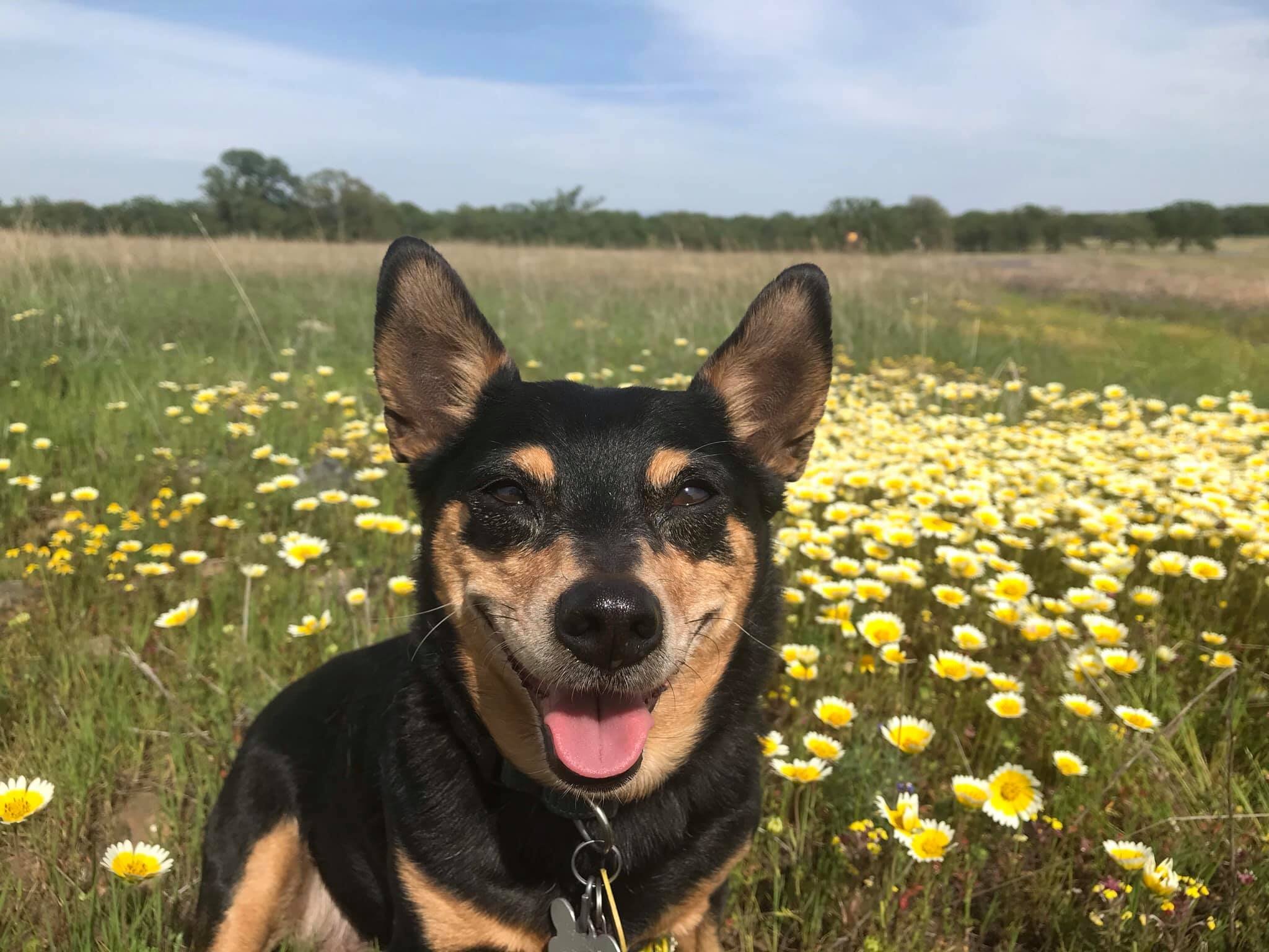 Small dog sits in field of yellow flowers.