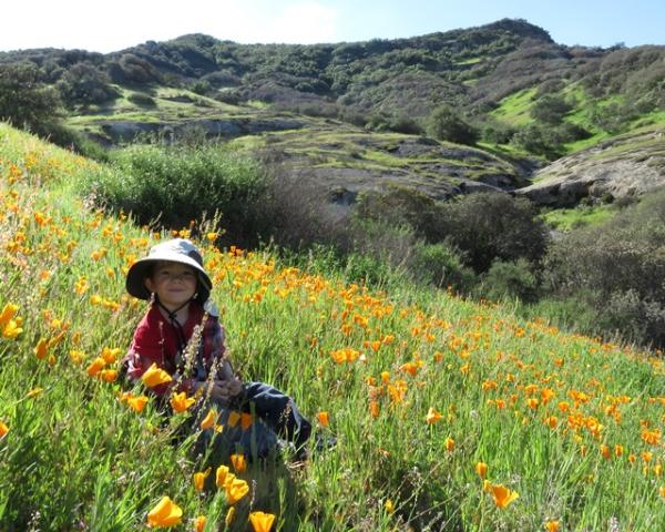 My son in a field of poppies, Santa Monica Mountains NRA, CA