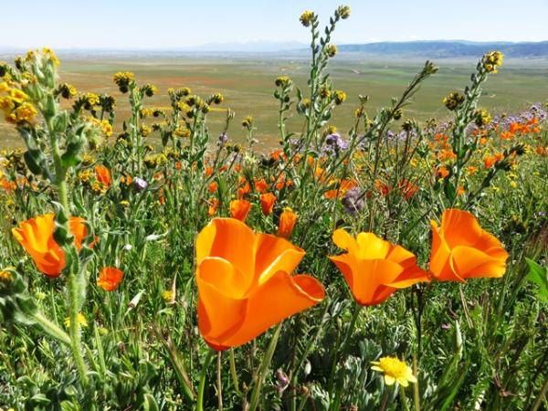 Poppies, Fiddleneck, & Phacelia, Antelope Valley Poppy Reserve, CA